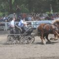 Konie szlachetne