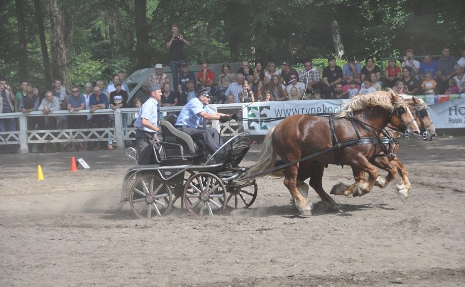 Konie szlachetne