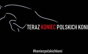 Konie szlachetne