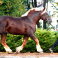 Konie szlachetne