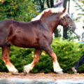 Konie szlachetne