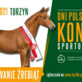 Konie szlachetne