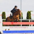 Konie szlachetne