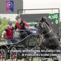 Konie szlachetne