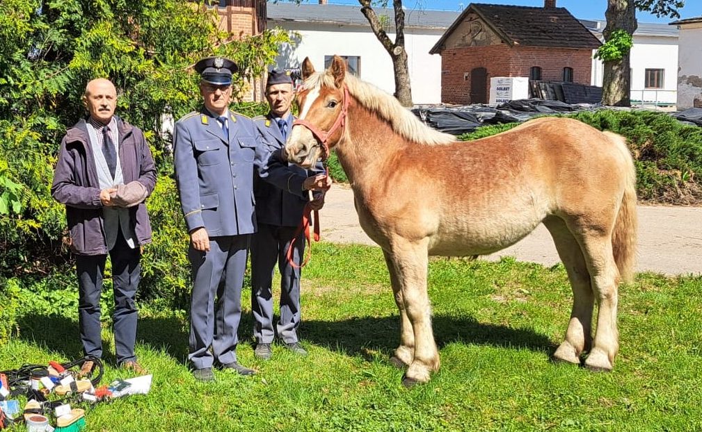 Konie szlachetne