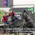 Konie szlachetne