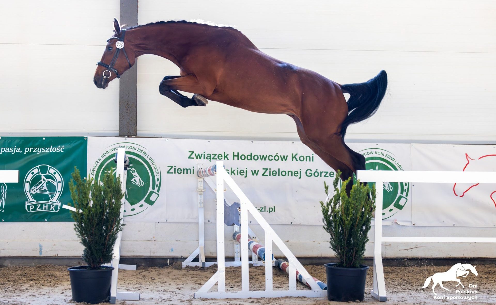 Konie szlachetne