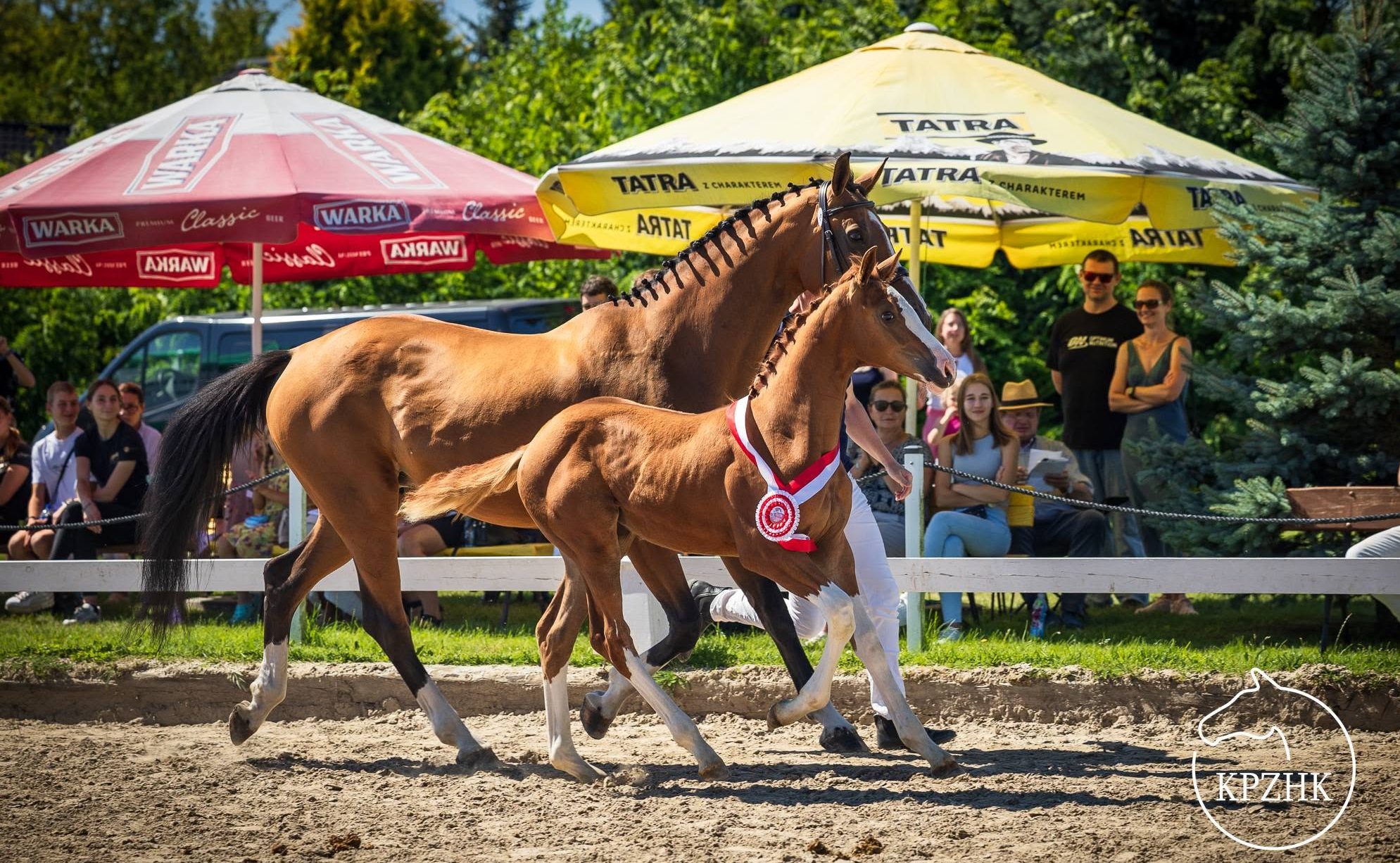 Konie szlachetne
